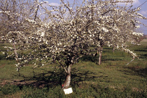 Mayhaw tree in bloom